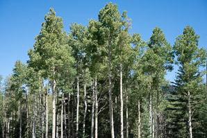 Populus tremuloides (quaking aspen, trembling aspen, American aspen, mountain aspen, golden aspen, trembling poplar, white poplar, popple)