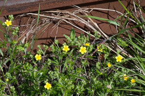 Potentilla argentea (silver-leaved cinquefoil, silver cinquefoil)