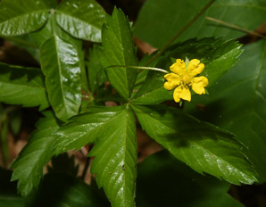 Potentilla canadensis (Canadian dwarf cinquefoil, dwarf cinquefoil)