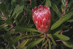 Protea L. (protea)