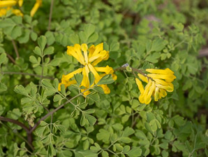Pseudofumaria lutea (yellow corydalis, rock fumewort)