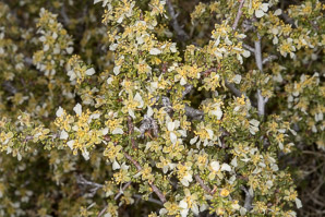 Purshia tridentata (antelope bitterbrush, bitterbrush, antelope bush)