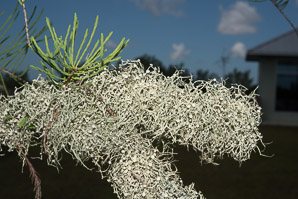 Ramalina denticulata (denticulate cartilage lichen)