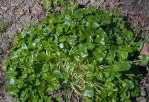 Ranunculus ficaria (lesser celandine, fig buttercup, pilewort, small celandine, lesser crowfoot, dusky maiden)