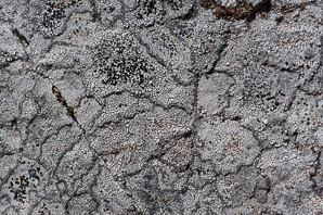 Rhizocarpon disporum (single-spored map lichen, map lichen)