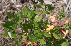 Rhododendron calendulaceum (flame azalea)