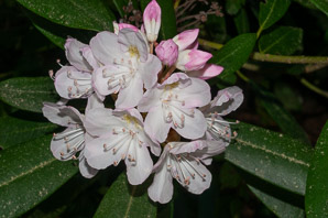 Rhododendron maximum (great rhododendron, great laurel, rosebay rhododendron, American rhododendron, big rhododendron)