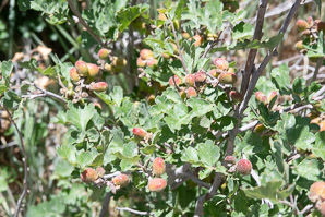 Rhus trilobata (skunkbush, skunkbush sumac)