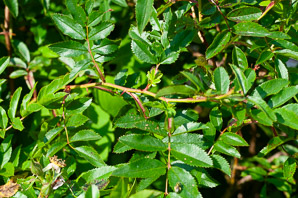 Rosa carolina (pasture rose, wild rose, Carolina rose, low rose)