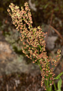 Rumex acetosella (red sorrel, sheep sorrel, sour weed, field sorrel, common sheep sorrel)