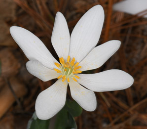 Sanguinaria canadensis (bloodroot)