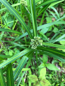 Scirpus atrovirens (green bulrush, dark-green bulrush, dark-green bullrush)