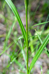 Scirpus atrovirens (green bulrush, dark-green bulrush, dark-green bullrush)