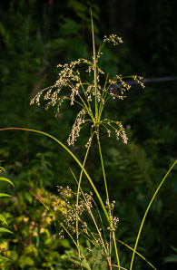Scirpus cyperinus (brown woolly sedge, cottongrass bulrush, woolgrass, wool grass, common woolsedge)