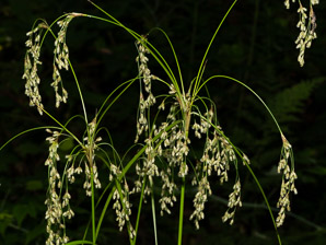Scirpus cyperinus (brown woolly sedge, cottongrass bulrush, woolgrass, wool grass, common woolsedge)