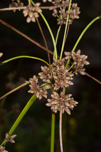 Scirpus cyperinus (brown woolly sedge, cottongrass bulrush, woolgrass, wool grass, common woolsedge)