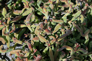 Sesuvium edmondstonei (Galápagos carpet weed, Galápagos carpetweed, sesuvium)