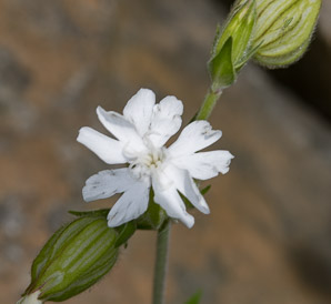 Silene latifolia (white campion, bladder campion, evening lychnis, wide-leaved bladder catchfly)