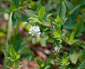 Silene latifolia (white campion, bladder campion, evening lychnis, wide-leaved bladder catchfly)