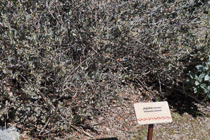 Simmondsia chinensis (jojoba, pignut, goat nut, deer nut, wild hazel, quinine nut, coffeeberry, goat-nut, coffee bush, quinine plant)
