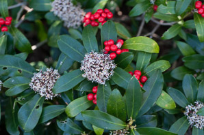 Skimmia japonica (Japanese skimmia)