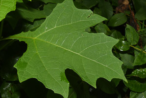Smallanthus uvedalius (yellow-flowered leafcup, hairy leafcup, bear’s foot)