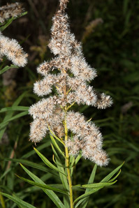 Solidago canadensis (Canada goldenrod)