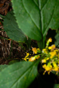 Solidago flexicaulis (zigzag goldenrod, broad-leaved goldenrod)