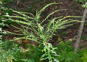 Solidago juncea (early goldenrod)