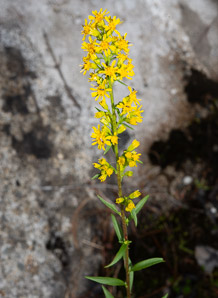 Solidago puberula (downy goldenrod)