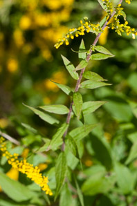 Solidago rugosa (rough-stemmed goldenrod, wrinkleleaf goldenrod)