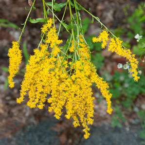 Solidago rugosa (rough-stemmed goldenrod, wrinkleleaf goldenrod)