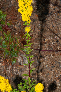 Solidago squarrosa (stout goldenrod)