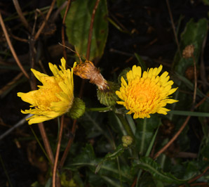 Sonchus arvensis (perennial sowthistle, field milk thistle, field sowthistle, corn sow thistle, dindle, gutweed, swine thistle, tree sow thistle)