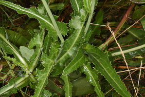 Sonchus oleraceus (sow thistle, common sowthistle, smooth sow thistle, annual sow thistle, puha, hare’s colwort, hare’s thistle, milky tassel, milk thistle, soft thistle, common sow thistle)