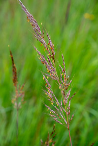 Sorghastrum nutans (Indian grass, indiangrass)
