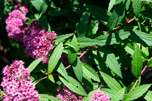 Spiraea L. (spiraea, spirea)