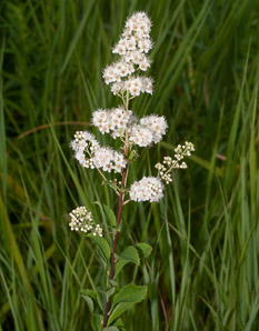 Spiraea alba (meadowsweet, white meadowsweet)