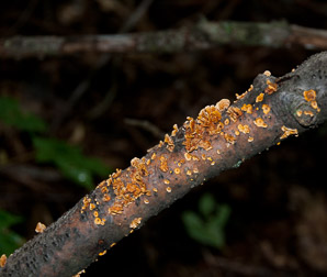 Stereum complicatum (orange crust fungus)