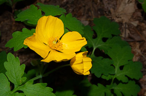 Stylophorum diphyllum (yellow wood poppy, celandine poppy)