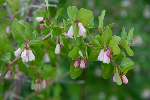 Symphoricarpos albus (common snowberry)