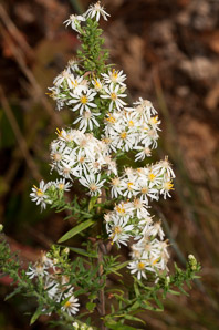 Symphyotrichum racemosum (small white aster, small-flowered white aster, smooth white oldfield aster)