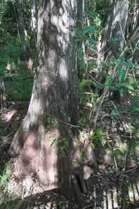 Taxodium distichum (bald cypress, baldcypress, cypress, southern cypress, white-cypress, red-cypress, swamp cypress, pond cypress, tidewater red-cypress, gulf-cypress, pondcypress, bald-cypress, southern-cypress)