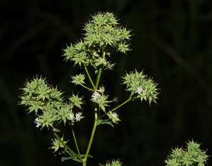 Thalictrum revolutum (waxy-leaf meadow-rue, purple meadowrue, skunk meadowrue, waxy meadowrue, waxyleaf meadow-rue)