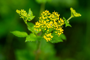 Thaspium barbinode (hairy-joint meadow-parsnip, meadow parsnip)