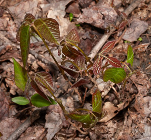 Toxicodendron radicans (poison ivy, Eastern poison ivy)