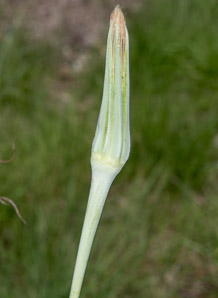 Tragopogon dubius (yellow goatsbeard, yellow salsify, western salsify, western goat’s-beard, wild oysterplant, yellow goat’s beard, goat’s beard, goatsbeard, common salsify, salsify)
