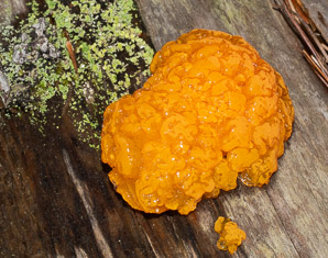 Tremella aurantia (witch’s butter)
