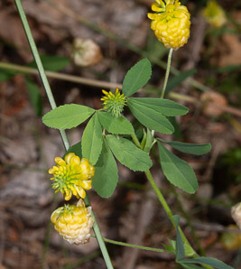Trifolium aureum (hop clover, large hop clover, large hop trefoil, golden clover)