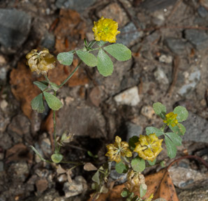 Trifolium campestre (low hop clover, hop trefoil, field clover)